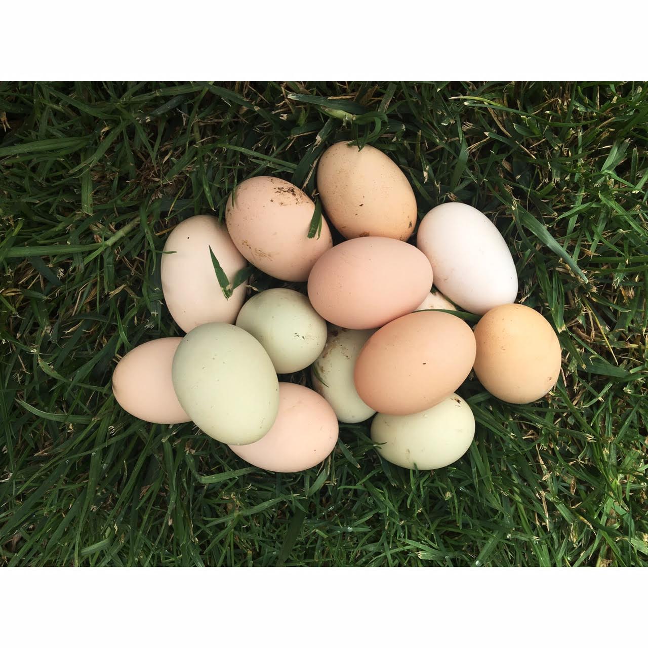 Backyard Chicken Eggs Faqs